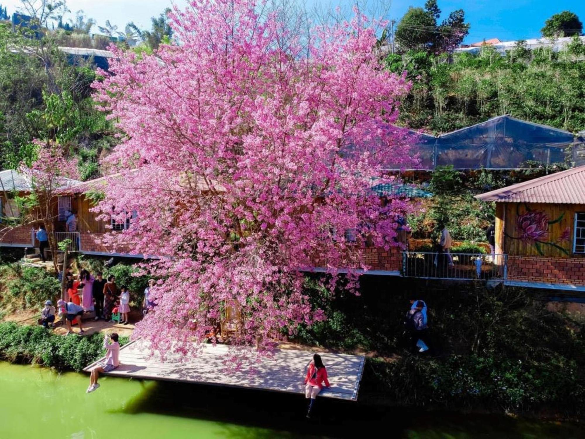 Nha Ben Ho - Da Lat Homestay Eksteriør billede